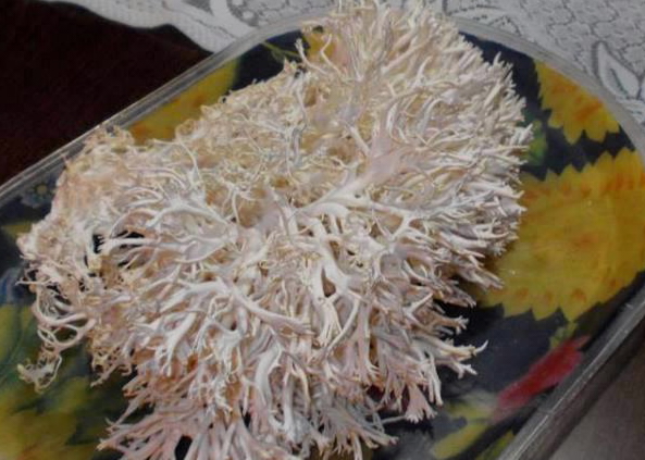 Vyrostly podivné plodnice hlívy. Co s tím?