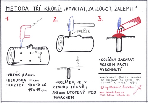 ► MODERNÍ PĚSTOVÁNÍ HLÍVY NA DŘEVĚ KOLÍČKOVOU SADBOU