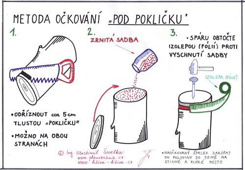 ► OČKOVÁNÍ VYSOKÝCH PAŘEZŮ A TRADIČNÍ METODA POD POKLIČKU