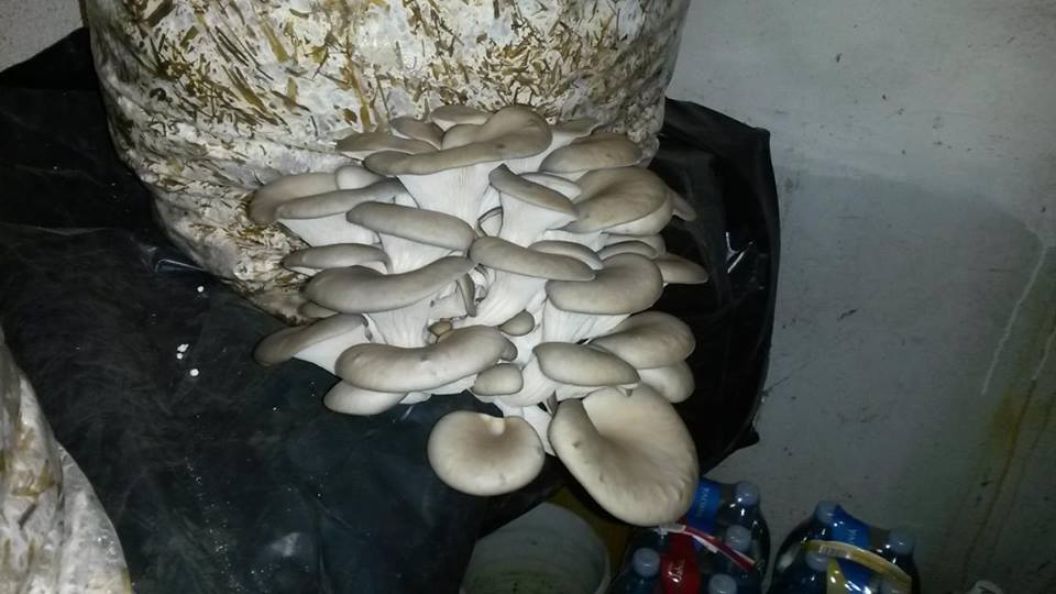 Hliva Ustricna Pestovani (Pěstování Hlívy Ústričné, jako sláma, Příprava substrátu) Hliva Ustricna Pestovani