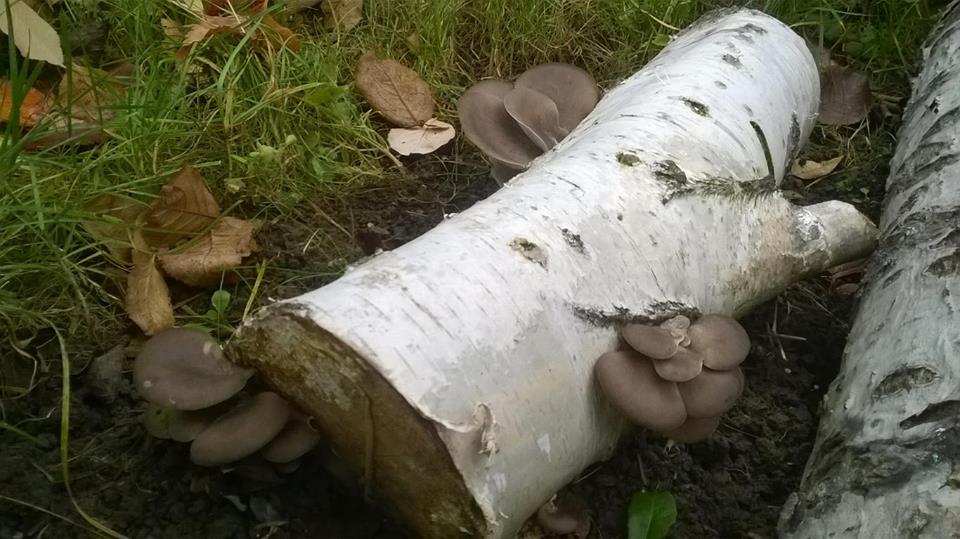 Jak Vysadit Naockovat Hlivu Ustricnou (Hlíva ústřičná, hlívy ústřičné, růst mycelia, Piliny hobliny, výměnu plynů) Jak Vysadit Naockovat Hlivu Ustricnou