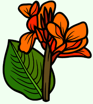 Saraca indica (Ashok)