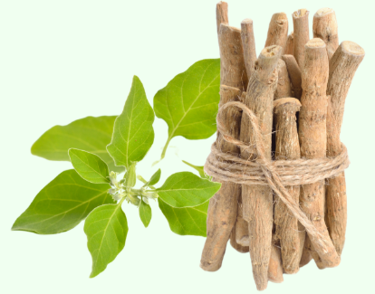Withania somnifera (Ashwagandha)