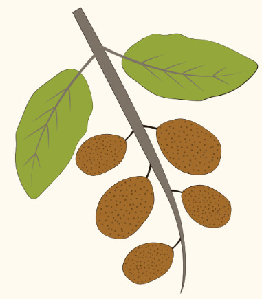 Bibhitaki