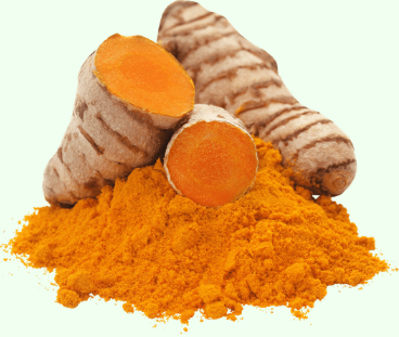 Curcuma longa (Turmeric)
