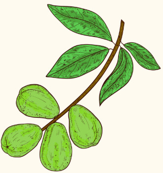 Haritaki
