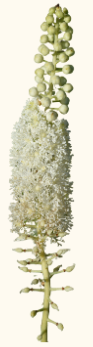 Symplocos racemosa (Lodhra)