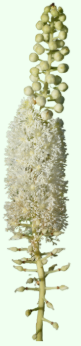 Symplocos racemosa (Lodhra)