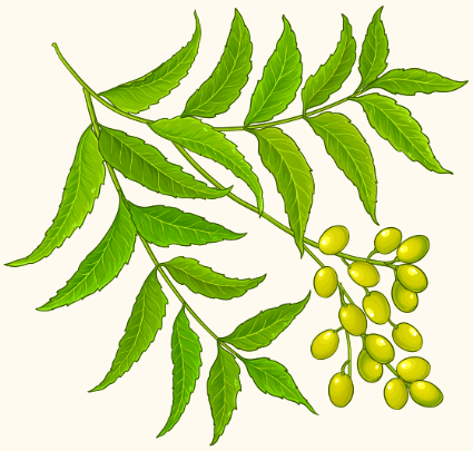 Azadirachta indica (Neem)
