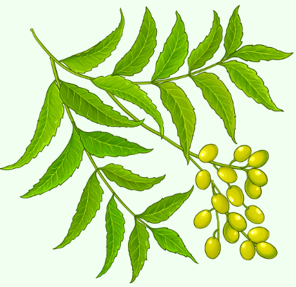 Azadirachta indica (Neem)