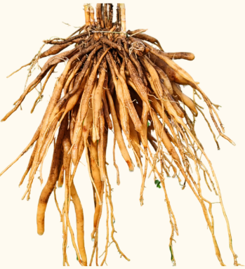 Asparagus racemosus (Shatavari)