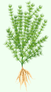 Asparagus racemosus (Shatavari)