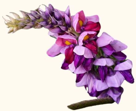 Pueraria tuberosa (Vidarikand)