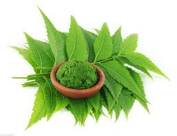 Zľava Neem leaf prášku 100g azadirachta indica neem churna organické sušené  zadarmo lode > Predaj - www.alutrade.sk
