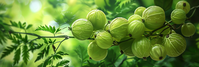 Amla VIDEO
