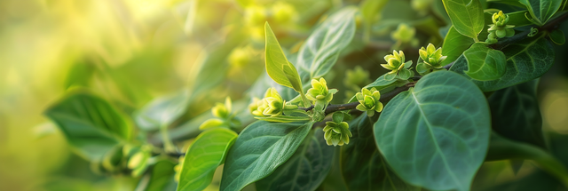 Gymnema Sylvestre - účinky a použitie