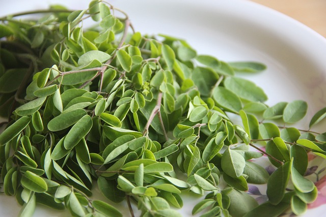 Moringa oleifera