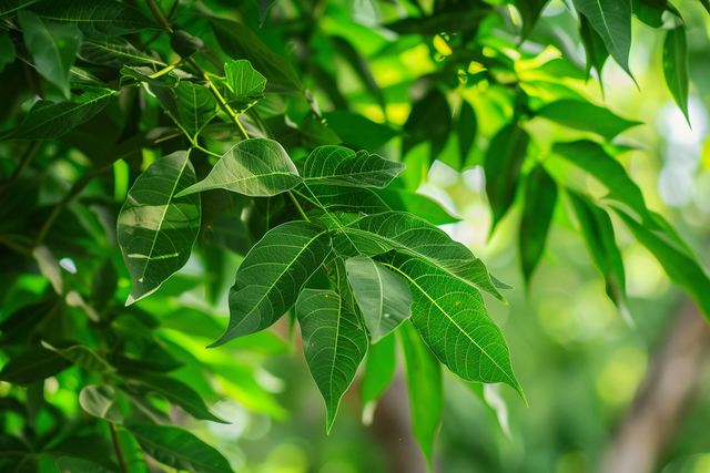 Neem - účinky a použitie