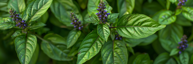 Tulsi VIDEO