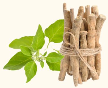 Withania somnifera (Ashwagandha)