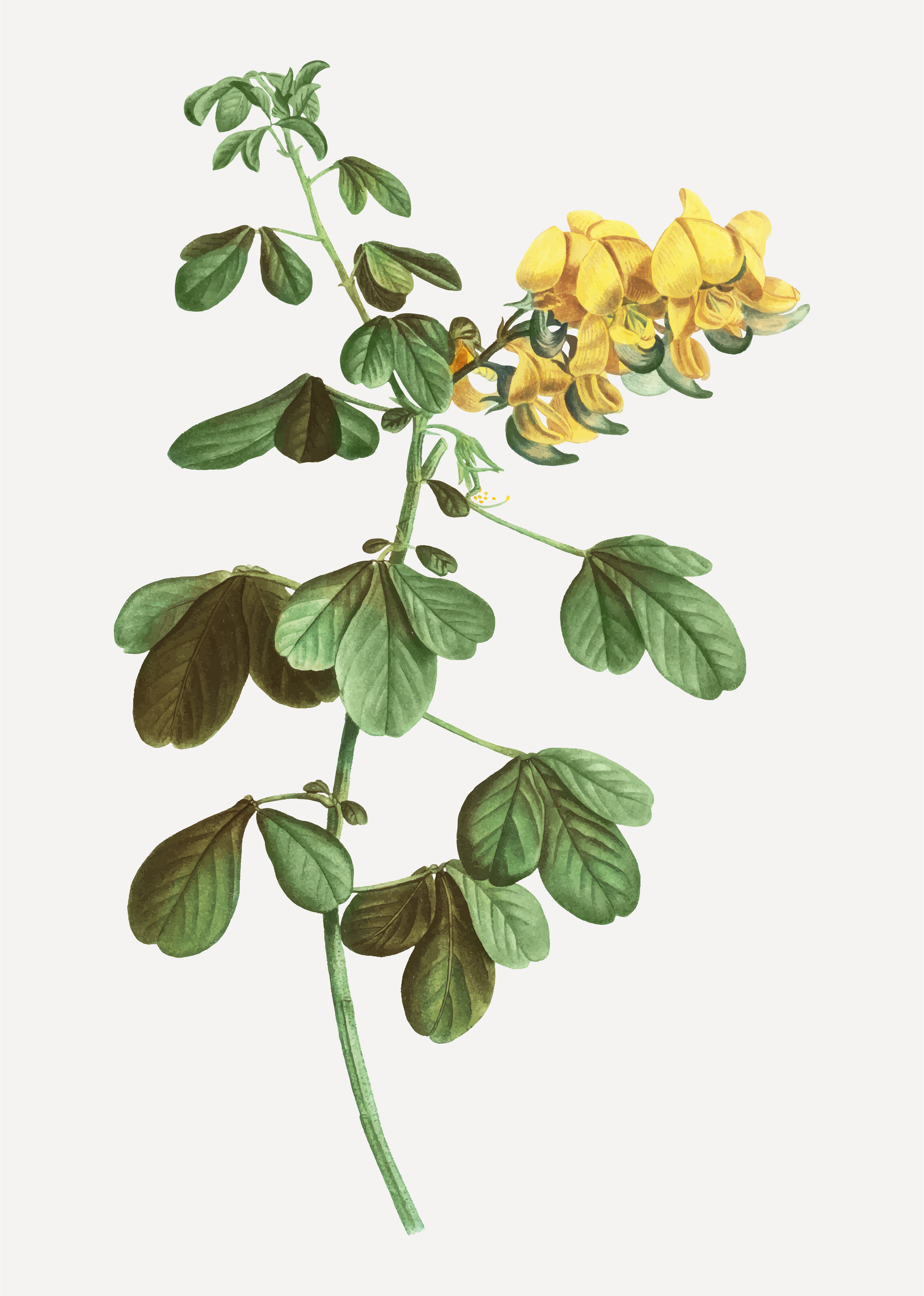 Fenugreek