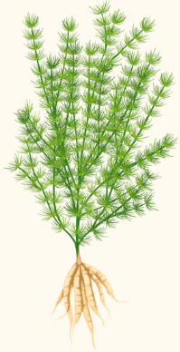 Asparagus racemosus (Shatavari)