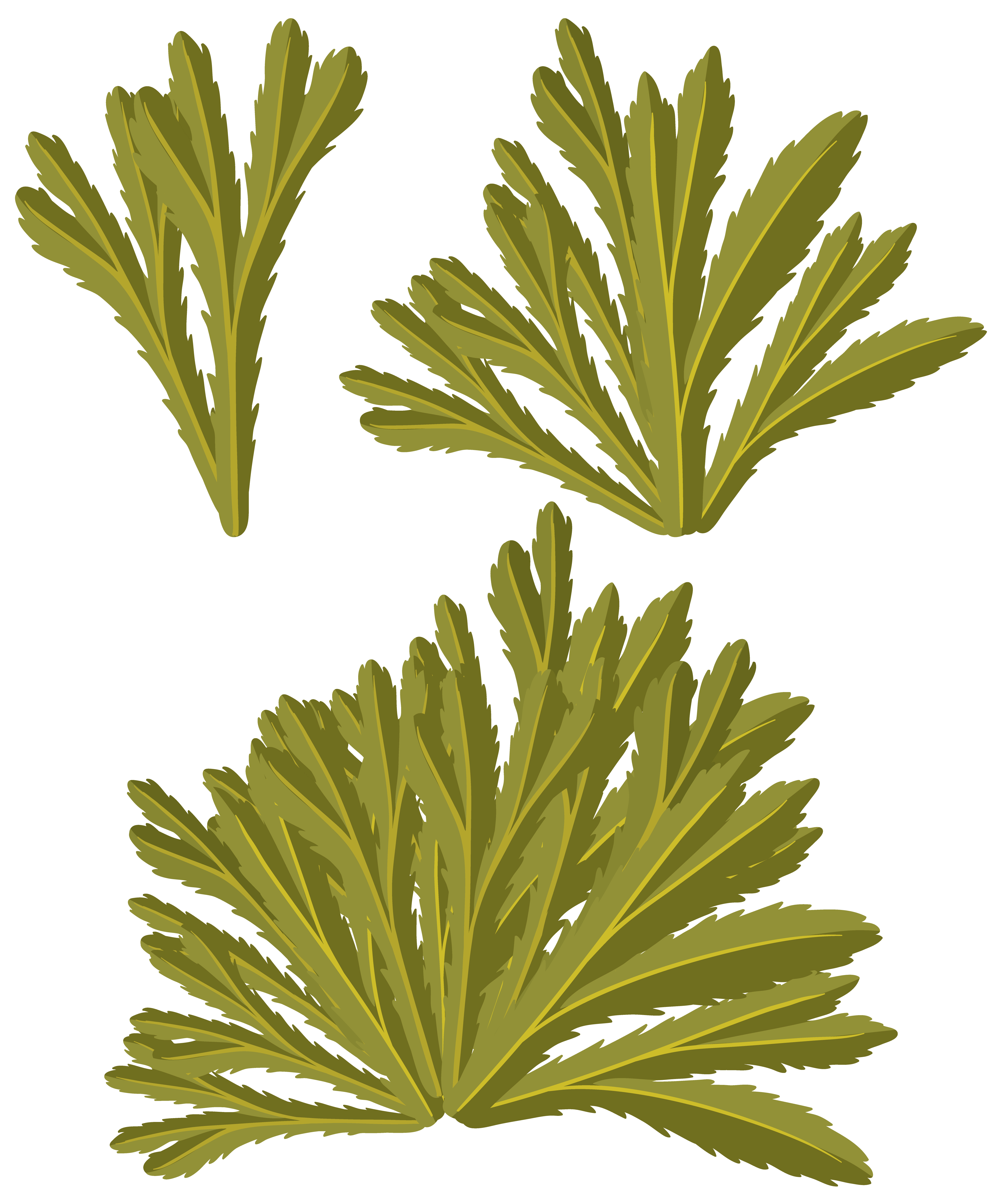 chanca piedra