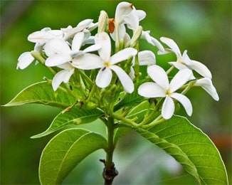 holarrhena-antidysenterica-kutaja