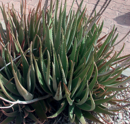 Aloe vera