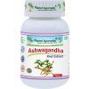Ashwagandha - 500 mg, 60 kapsúl