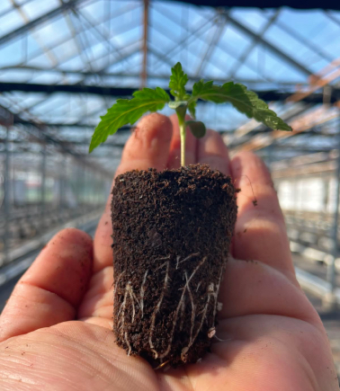 Prečo si vybrať Planta Grow