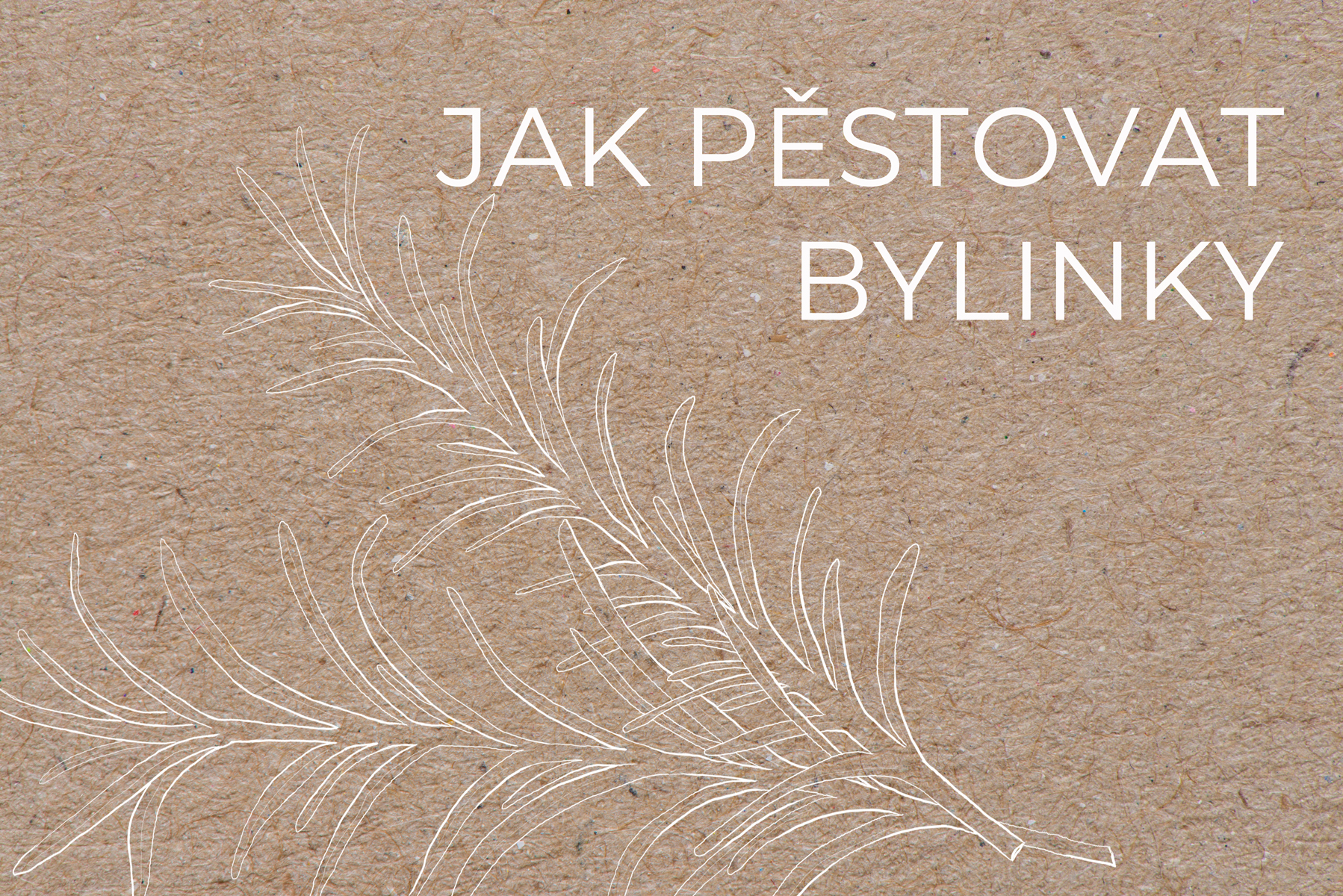 Jak pěstovat bylinky