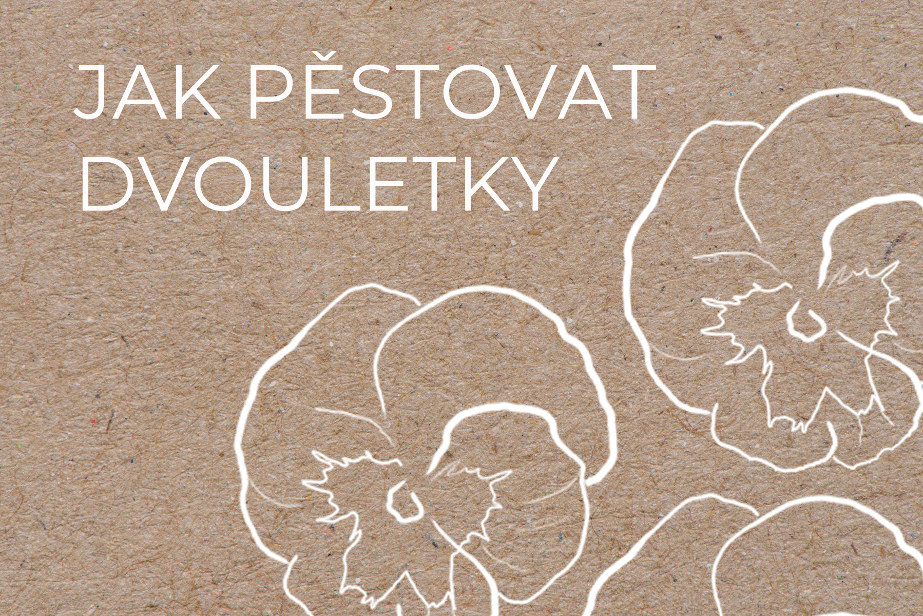 Jak pěstovat dvouletky