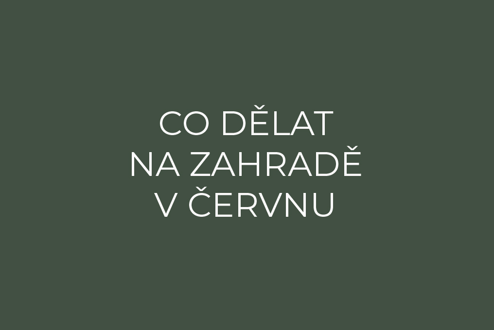 Co dělat na zahradě v červnu?