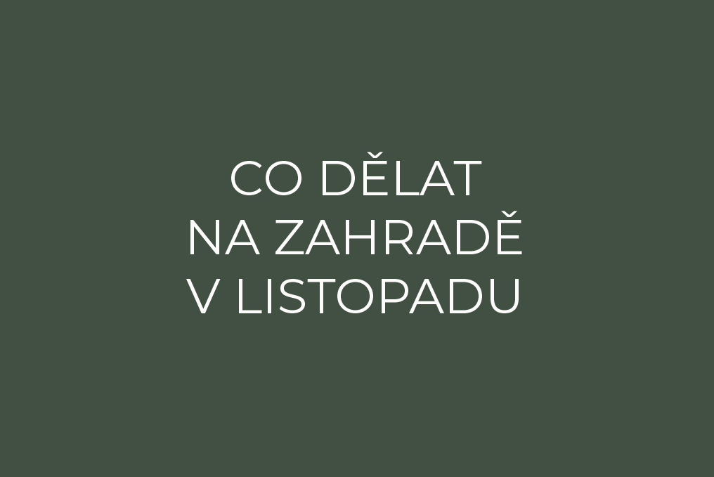 Co dělat na zahradě v listopadu