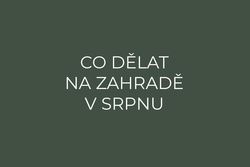 Co dělat na zahradě v srpnu?