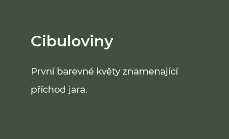cibuloviny