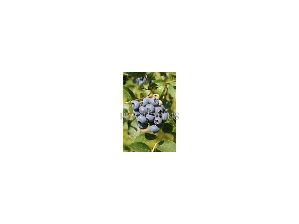 Borůvka chocholičnatá, kanadská borůvka 'Northcountry' / Vaccinium corymbosum 'Northcountry'