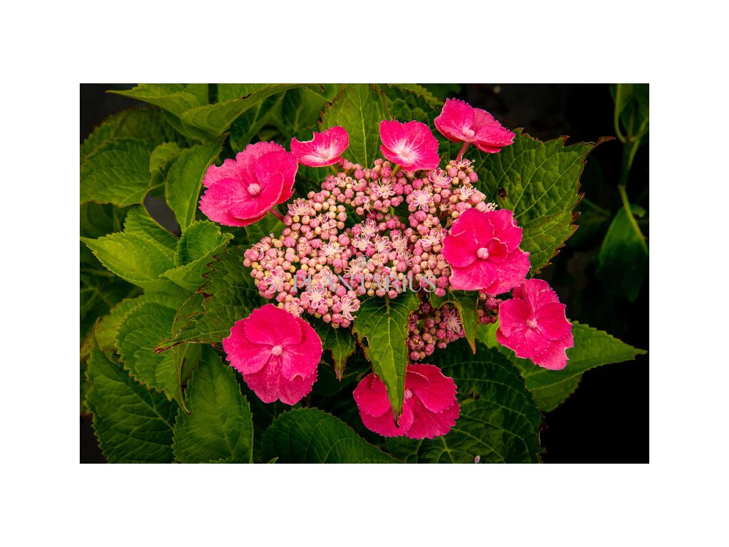Hortenzie velkolistá 'Zaunkoenig' / Hydrangea macrophylla 'Zaunkoenig'