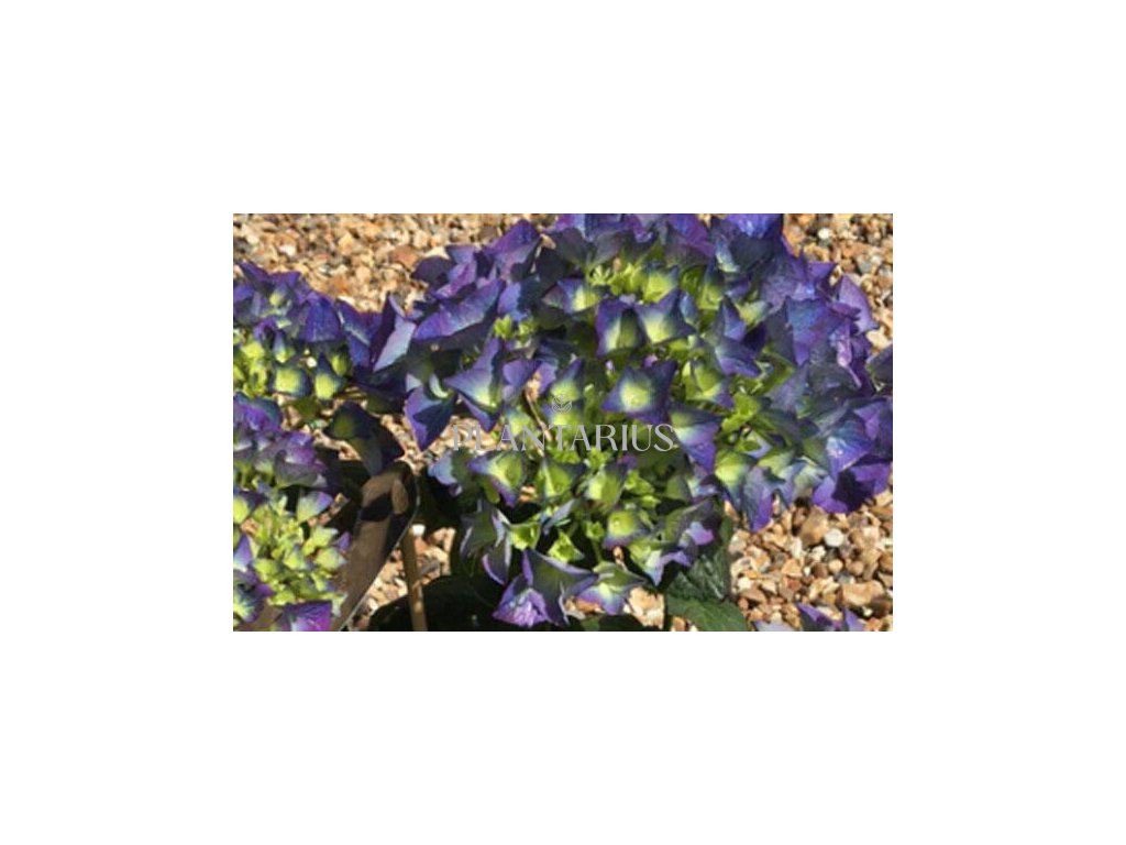 Hortenzie velkolistá 'Kardinal Blue' / Hydrangea macrophylla 'Kardinal Blue'