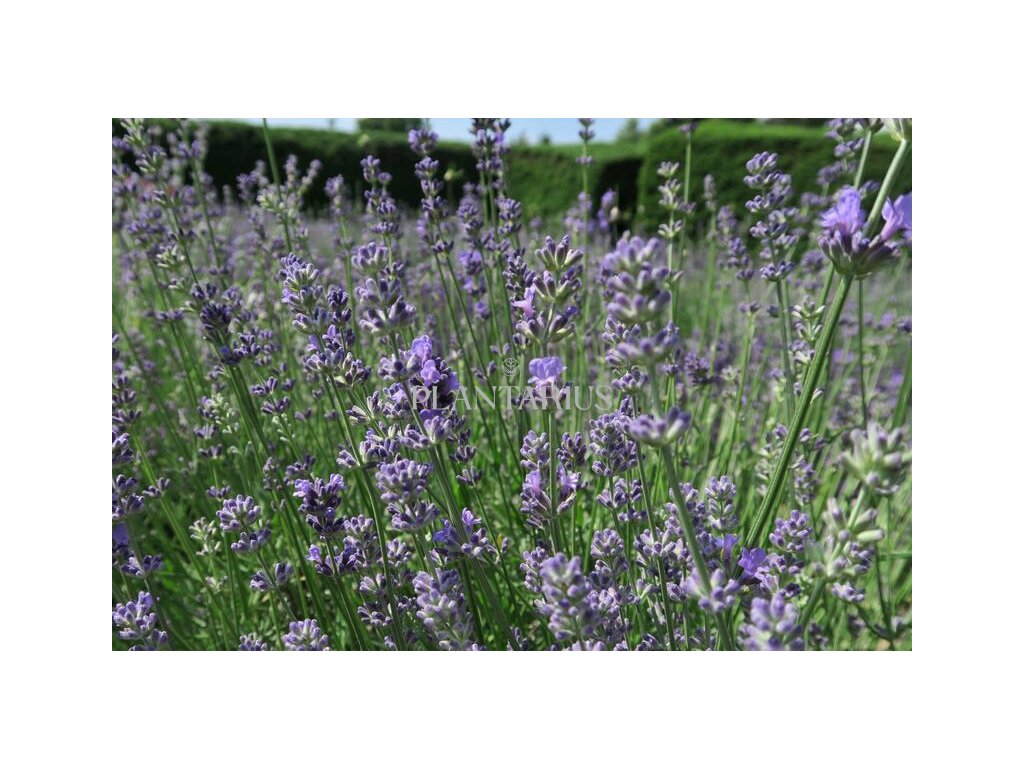 Levandule úzkolistá 'Munstead Strain' / Lavandula angustifolia 'Munstead Strain'