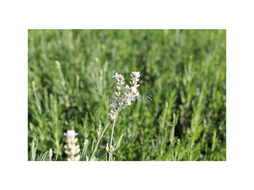 Levandule úzkolistá 'Ellagance Snow' / Lavandula angustifolia 'Ellagance Snow'
