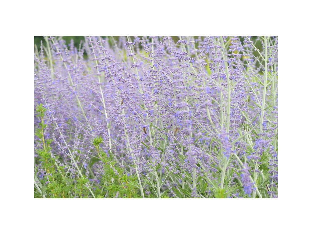 Perovskie lebedolistá 'Blue Spire' / Perovskia atriplicifolia 'Blue Spire' (Varianta Kontejner o objemu 1,5 litru)