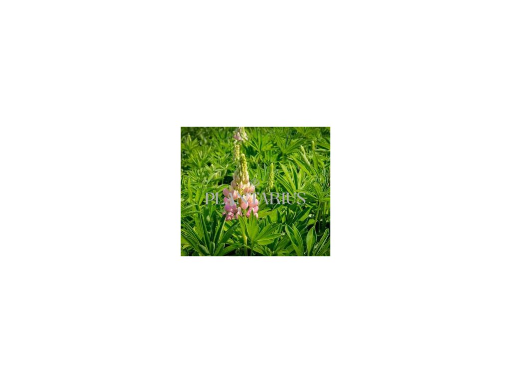 Lupina mnoholistá 'Russel Schlossfrau rosa' / Lupinus polyphyllus 'Russel Schlossfrau rosa' (Varianta Květník o průměru 11 cm)