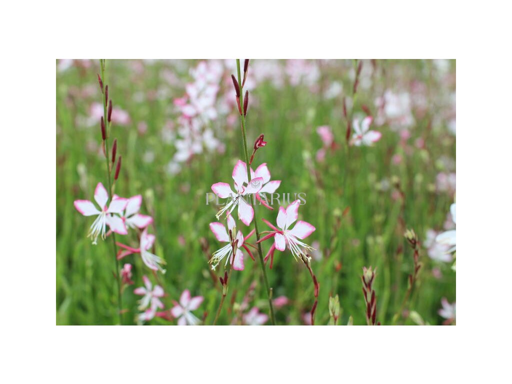 Svíčkovec 'Gambit Rose Bicolor' / Gaura lindheimeri 'Gambit Rose Bicolor' (Varianta Květník o průměru 9 cm)