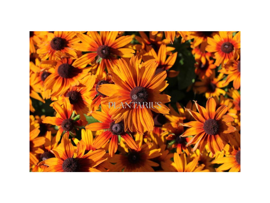 Třapatka 'Summerdaïsy's Orange Bicolor' / Rudbeckia hybrida 'Summerdaïsy's Orange Bicolor' (Varianta Kontejner o objemu 3 litry)