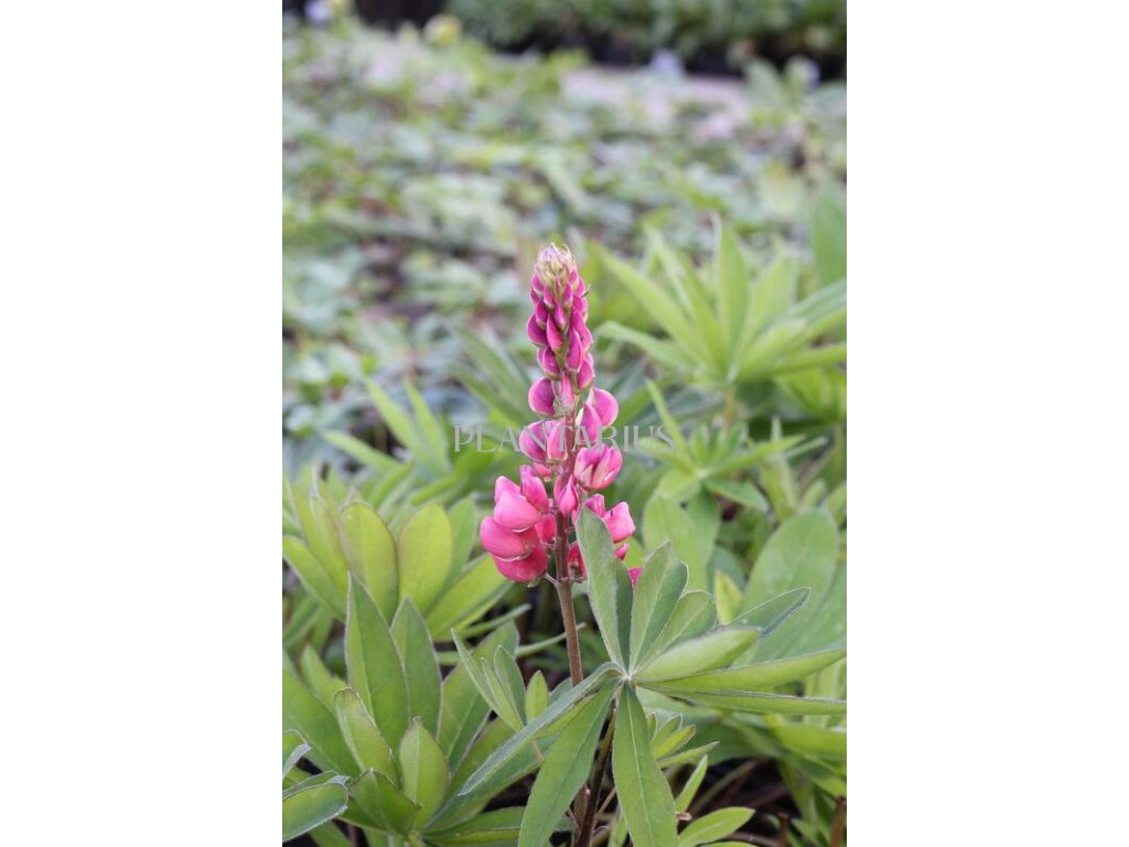 Lupina mnoholistá 'Russel Edelknabe rot' / Lupinus polyphyllus 'Russel Edelknabe rot' (Varianta Květník o průměru 11 cm)