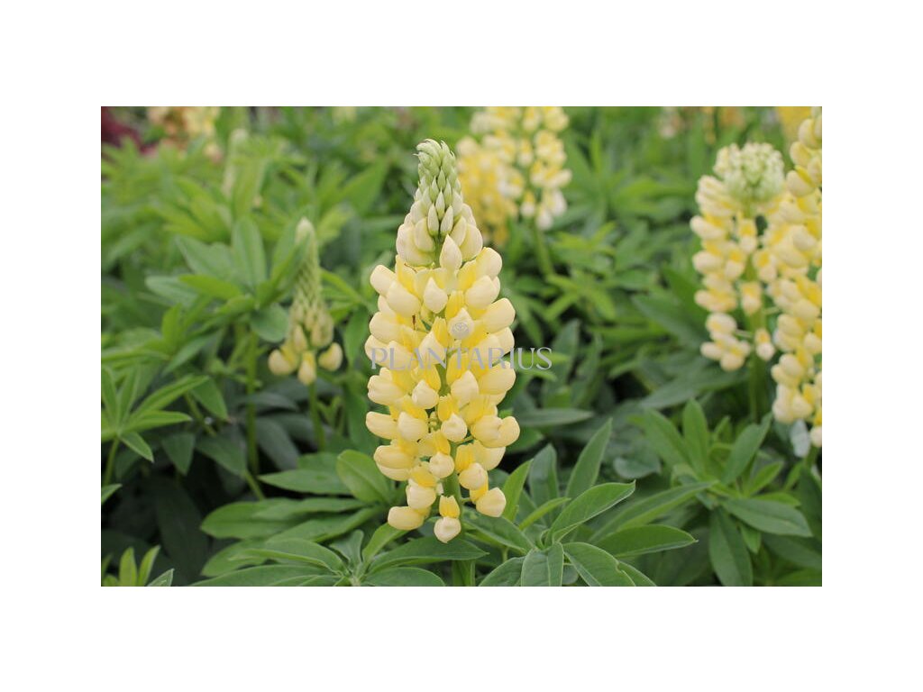 Lupina mnoholistá 'Russel Kronleuchter gelb' / Lupinus polyphyllus 'Russel Kronleuchter gelb' (Varianta Květník o průměru 11 cm)