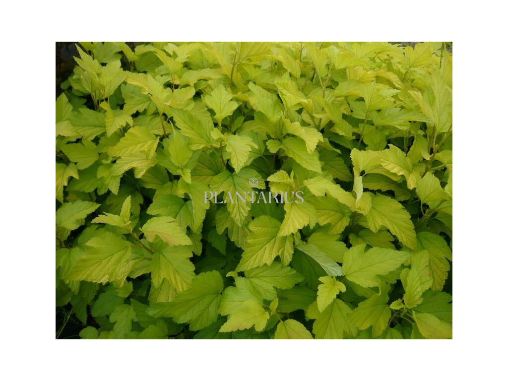 Tavola kalinolistá 'Dart's Gold' / Physocarpus opulifolius 'Dart's Gold' (Varianta Kontejner o objemu 2 litry)