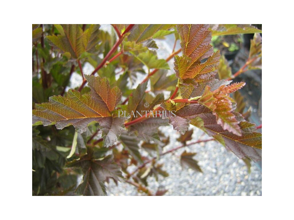 Tavola kalinolistá 'Red Baron' / Physocarpus opulifolius 'Red Baron' (Varianta Kontejner o objemu 2 litry)